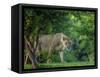 Lion (Panthera leo), female amongst trees. Mana Pools National Park, Zimbabwe-Tony Heald-Framed Stretched Canvas