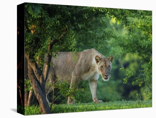 Lion (Panthera leo), female amongst trees. Mana Pools National Park, Zimbabwe-Tony Heald-Stretched Canvas