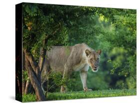 Lion (Panthera leo), female amongst trees. Mana Pools National Park, Zimbabwe-Tony Heald-Stretched Canvas