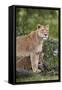 Lion (Panthera Leo) Female and Cub, Ngorongoro Crater, Tanzania, East Africa, Africa-James Hager-Framed Stretched Canvas