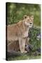 Lion (Panthera Leo) Female and Cub, Ngorongoro Crater, Tanzania, East Africa, Africa-James Hager-Stretched Canvas