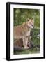 Lion (Panthera Leo) Female and Cub, Ngorongoro Crater, Tanzania, East Africa, Africa-James Hager-Framed Photographic Print