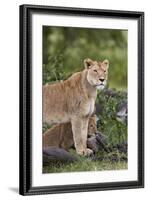 Lion (Panthera Leo) Female and Cub, Ngorongoro Crater, Tanzania, East Africa, Africa-James Hager-Framed Photographic Print