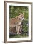Lion (Panthera Leo) Female and Cub, Ngorongoro Crater, Tanzania, East Africa, Africa-James Hager-Framed Photographic Print