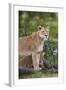 Lion (Panthera Leo) Female and Cub, Ngorongoro Crater, Tanzania, East Africa, Africa-James Hager-Framed Photographic Print