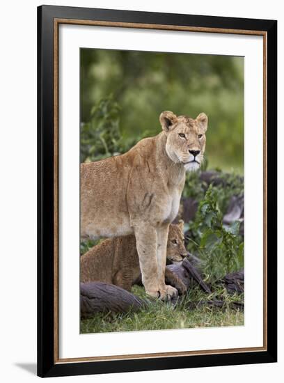 Lion (Panthera Leo) Female and Cub, Ngorongoro Crater, Tanzania, East Africa, Africa-James Hager-Framed Photographic Print