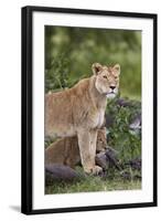 Lion (Panthera Leo) Female and Cub, Ngorongoro Crater, Tanzania, East Africa, Africa-James Hager-Framed Photographic Print