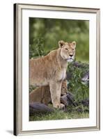 Lion (Panthera Leo) Female and Cub, Ngorongoro Crater, Tanzania, East Africa, Africa-James Hager-Framed Photographic Print