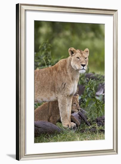 Lion (Panthera Leo) Female and Cub, Ngorongoro Crater, Tanzania, East Africa, Africa-James Hager-Framed Photographic Print