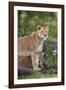 Lion (Panthera Leo) Female and Cub, Ngorongoro Crater, Tanzania, East Africa, Africa-James Hager-Framed Photographic Print