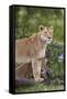 Lion (Panthera Leo) Female and Cub, Ngorongoro Crater, Tanzania, East Africa, Africa-James Hager-Framed Stretched Canvas
