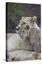 Lion (Panthera Leo) Female and Cub, Ngorongoro Crater, Tanzania, East Africa, Africa-James Hager-Stretched Canvas