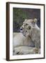 Lion (Panthera Leo) Female and Cub, Ngorongoro Crater, Tanzania, East Africa, Africa-James Hager-Framed Photographic Print