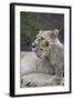 Lion (Panthera Leo) Female and Cub, Ngorongoro Crater, Tanzania, East Africa, Africa-James Hager-Framed Photographic Print