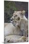 Lion (Panthera Leo) Female and Cub, Ngorongoro Crater, Tanzania, East Africa, Africa-James Hager-Mounted Photographic Print