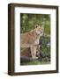 Lion (Panthera Leo) Female and Cub, Ngorongoro Crater, Tanzania, East Africa, Africa-James Hager-Framed Photographic Print