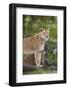 Lion (Panthera Leo) Female and Cub, Ngorongoro Crater, Tanzania, East Africa, Africa-James Hager-Framed Photographic Print