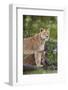 Lion (Panthera Leo) Female and Cub, Ngorongoro Crater, Tanzania, East Africa, Africa-James Hager-Framed Photographic Print