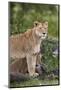 Lion (Panthera Leo) Female and Cub, Ngorongoro Crater, Tanzania, East Africa, Africa-James Hager-Mounted Photographic Print