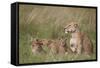 Lion (Panthera Leo) Female and Three Cubs, Ngorongoro Crater, Tanzania, East Africa, Africa-James Hager-Framed Stretched Canvas
