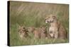 Lion (Panthera Leo) Female and Three Cubs, Ngorongoro Crater, Tanzania, East Africa, Africa-James Hager-Stretched Canvas