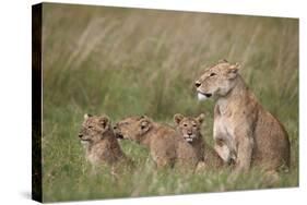 Lion (Panthera Leo) Female and Three Cubs, Ngorongoro Crater, Tanzania, East Africa, Africa-James Hager-Stretched Canvas