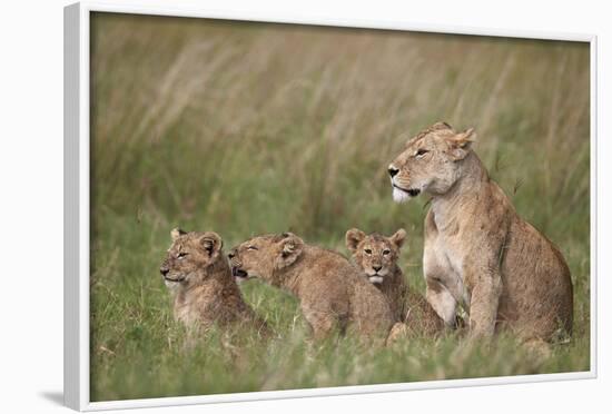 Lion (Panthera Leo) Female and Three Cubs, Ngorongoro Crater, Tanzania, East Africa, Africa-James Hager-Framed Photographic Print