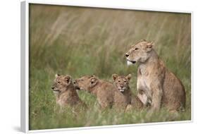 Lion (Panthera Leo) Female and Three Cubs, Ngorongoro Crater, Tanzania, East Africa, Africa-James Hager-Framed Photographic Print