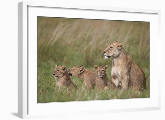 Lion (Panthera Leo) Female and Three Cubs, Ngorongoro Crater, Tanzania, East Africa, Africa-James Hager-Framed Photographic Print