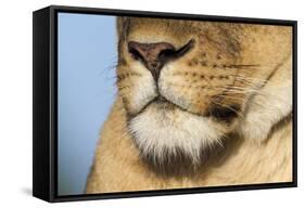 Lion (Panthera Leo) Female Close Up Of Nose An Chin, Masai Mara Game Reserve, Kenya-Denis-Huot-Framed Stretched Canvas