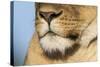 Lion (Panthera Leo) Female Close Up Of Nose An Chin, Masai Mara Game Reserve, Kenya-Denis-Huot-Stretched Canvas