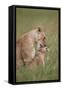 Lion (Panthera Leo) Female Grooming a Cub, Ngorongoro Crater, Tanzania, East Africa, Africa-James Hager-Framed Stretched Canvas
