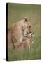 Lion (Panthera Leo) Female Grooming a Cub, Ngorongoro Crater, Tanzania, East Africa, Africa-James Hager-Stretched Canvas