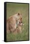 Lion (Panthera Leo) Female Grooming a Cub, Ngorongoro Crater, Tanzania, East Africa, Africa-James Hager-Framed Stretched Canvas