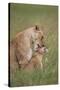 Lion (Panthera Leo) Female Grooming a Cub, Ngorongoro Crater, Tanzania, East Africa, Africa-James Hager-Stretched Canvas