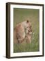 Lion (Panthera Leo) Female Grooming a Cub, Ngorongoro Crater, Tanzania, East Africa, Africa-James Hager-Framed Photographic Print