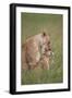 Lion (Panthera Leo) Female Grooming a Cub, Ngorongoro Crater, Tanzania, East Africa, Africa-James Hager-Framed Photographic Print