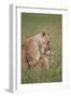 Lion (Panthera Leo) Female Grooming a Cub, Ngorongoro Crater, Tanzania, East Africa, Africa-James Hager-Framed Photographic Print