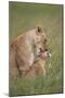 Lion (Panthera Leo) Female Grooming a Cub, Ngorongoro Crater, Tanzania, East Africa, Africa-James Hager-Mounted Photographic Print