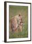 Lion (Panthera Leo) Female Grooming a Cub, Ngorongoro Crater, Tanzania, East Africa, Africa-James Hager-Framed Photographic Print