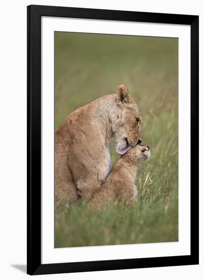 Lion (Panthera Leo) Female Grooming a Cub, Ngorongoro Crater, Tanzania, East Africa, Africa-James Hager-Framed Photographic Print