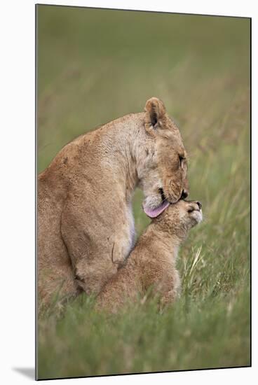 Lion (Panthera Leo) Female Grooming a Cub, Ngorongoro Crater, Tanzania, East Africa, Africa-James Hager-Mounted Photographic Print