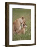 Lion (Panthera Leo) Female Grooming a Cub, Ngorongoro Crater, Tanzania, East Africa, Africa-James Hager-Framed Photographic Print