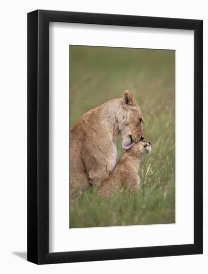 Lion (Panthera Leo) Female Grooming a Cub, Ngorongoro Crater, Tanzania, East Africa, Africa-James Hager-Framed Photographic Print