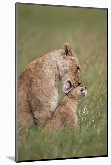 Lion (Panthera Leo) Female Grooming a Cub, Ngorongoro Crater, Tanzania, East Africa, Africa-James Hager-Mounted Photographic Print