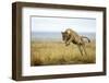 Lion (Panthera Leo) Female Jumping - Hunting, Masai Mara Game Reserve, Kenya-Denis-Huot-Framed Photographic Print