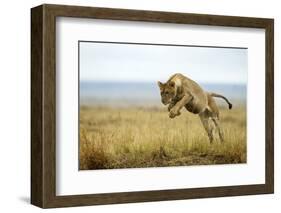 Lion (Panthera Leo) Female Jumping - Hunting, Masai Mara Game Reserve, Kenya-Denis-Huot-Framed Photographic Print