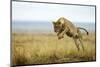 Lion (Panthera Leo) Female Jumping - Hunting, Masai Mara Game Reserve, Kenya-Denis-Huot-Mounted Photographic Print