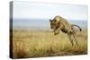 Lion (Panthera Leo) Female Jumping - Hunting, Masai Mara Game Reserve, Kenya-Denis-Huot-Stretched Canvas