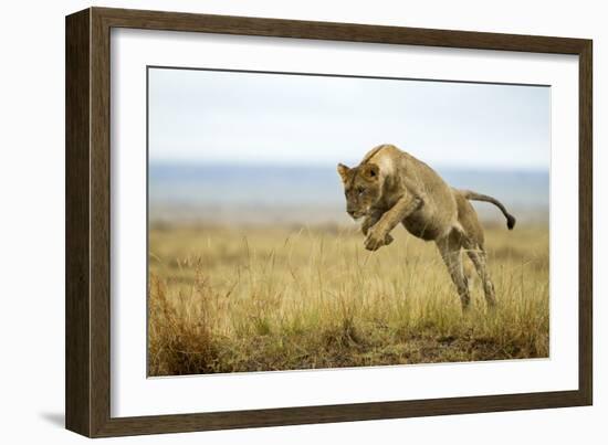 Lion (Panthera Leo) Female Jumping - Hunting, Masai Mara Game Reserve, Kenya-Denis-Huot-Framed Photographic Print